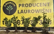 Laurowiśnia CAUCASICA 60-80 CM KOPANA Z GRUNTU na zamówienie PRODUCENT