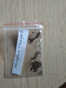 wielosił Polemonium pauciflorum 'Sulphur Trumpets'