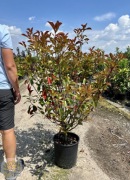 Głogownik Frasera / Photinia 'Red Robin' / 1,4-2m