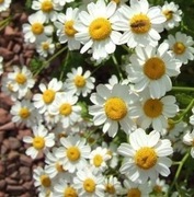 WROTYCZ (ZŁOCIEŃ) MARUNA 50n