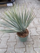Jukka Rostrata Yucca