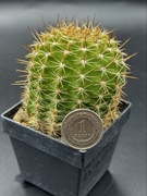 kaktus Echinopsis hybryd AS A25-1