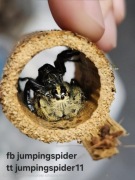 Pająk skakun, hyllus diardi, młode