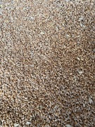 Pszenica pasza dla kur gołębi.