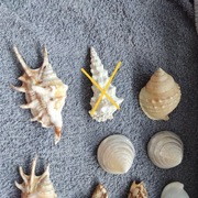 Muszelki różne rozmiary 