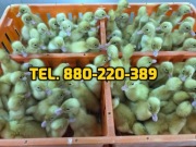 Kurczaki pisklęta mięsne, kury nioski, kaczki,inne