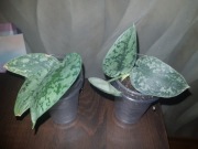 Scindapsus Silver lady 