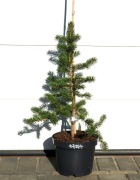 ŚWIERK SZYDLASTY  Picea polita * ŁADNA DUŻA SADZONKA