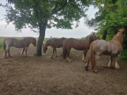 4 konie zimnokrwiste na sprzedaż.