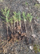 Swierk pospolity 15-30 cm