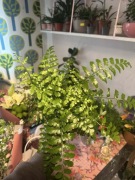 Asplenium (paproć) - roślina doniczkowa