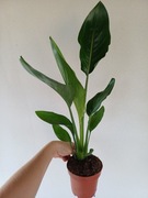 Strelicja strelitzia nicolai 