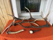 Poroże jeleń, zrzuty łącznie około 2,5 kg