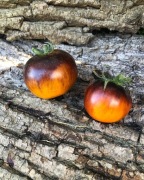 BLUE ORANGE  Pomidor Kolekcjonerski 