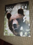 BIESZCZADZCY MOCARZE MATEUSZ MATYSIAK BDB