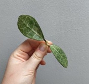 Hoya elliptica splash szczyt 