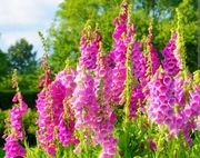 Naparstnica purpurowa sadzonki 