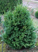 Bukszpan wieczniezielony 'Joy' Buxus 090