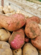 Ziemniaki Oberon czerwone 24kg od rolnika 