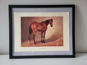 Obraz grafika konie (3) portret konia