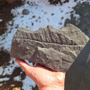 Skamieniałość duży odcisk paproci Neuropteris