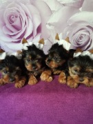 York yorki  yorkshire terrier z rodowodem chipem