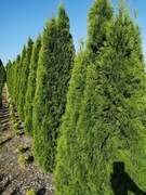 tuja szmaragd smaragd kraków nowa huta