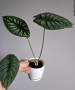 Alocasia Dragon Scale alokazja