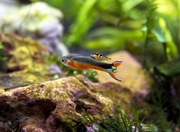 Piękne Gupiki Endlera Santa Maria Bleeding Heart same samczyki 8 szt.