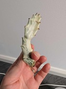 Euphorbia lactea white ghost 