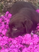 Labrador Czekoladowy - Szcznięta