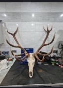 Wieniec jelenia poroża zrzuty rogi dwunastak 6,2 kg sprzedam lub Zamienie
