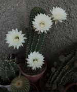 Biały kaktus Echinopsis Eyriesa MEGA KWIATY 