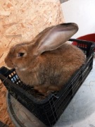 Olbrzym Belgijski samiec 