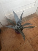 Agave, agawa,,americana” duża roślinka wyprzedaż