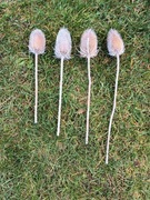 Oset suszony - bielony/szczeć pospolita