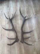 Tegoroczne poroża jelenia.