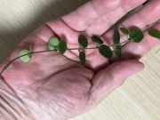 Hoja Hoya Serpens - 8 węzłow 