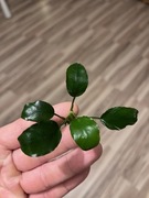 Anubias nana, hodowla podwodna 6-8 cm, również bez CO2