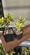 Grubosz Crassula Korean White Hot Lip