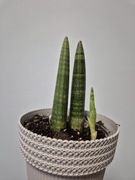 Sansevieria cylindryczna