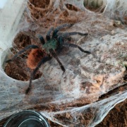 Pająk Chromatopelma cyaneopubescens wraz terrarium 20*20*20cm