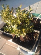 Bukszpan duża sadzonka 30cm, doniczka C3 3L