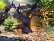 Ozdoba do akwarium - martwe drzewo