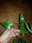 Epipremnum pinatum pinnatum yellow flame cięta 