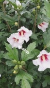 Hibiskus ogrodowy