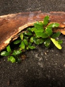 Bucephalandra Lamandau Round, forma emersyjna 4-8 cm, również bez CO2