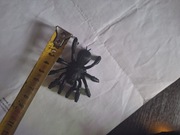 10 x pająk ozdobny z żywicy