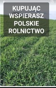 Żyto ozime ziarno zielony  poplon 20 kg POLSKIE ŻYTO