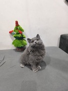 Kot Brytyjski niebieski długowłosy gotowy do odbioru 